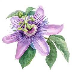 Watercolor tropical flower passionflower on white background. ai illustration.