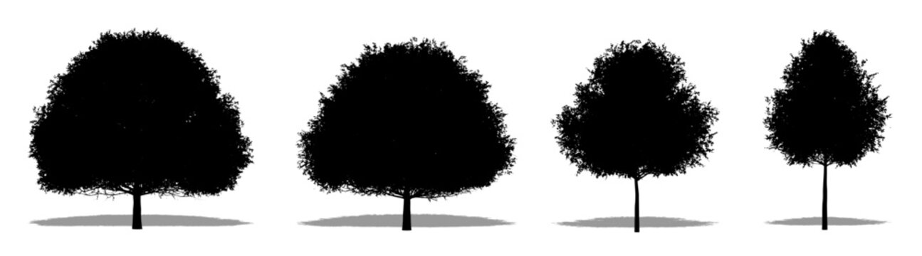 Set or collection of Live Oak trees as a black silhouette on white background. Concept or conceptual vector for nature, planet, ecology and conservation, strength, endurance and  beauty