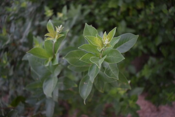 Green herbal leaves in beach