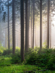 Beautiful Natural Forest of Spruce Trees with Morning Fog and Sunlight