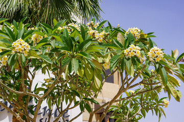 White Frangipani flower (Plumeria alba) with green leaves. Also known as Champa flowers