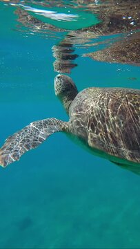Vertical video, Sea turtle breathes on surface of water, on background is tourists swim towards it and take pictures of it, Slow motion. Snorkelers and Great Green Sea Turtle (Chelonia mydas)