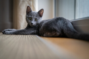 A cute russian blue cat