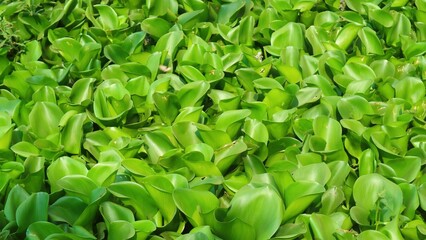 Water hyacinth or Pontederia crassipes or Eichornia crassipes is a type of floating aquatic plant. Green leaves background