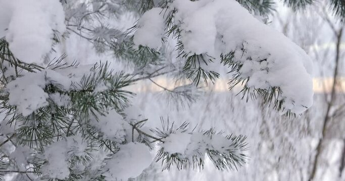 Snow falls from the pine branches in the winter forest. Slow motion