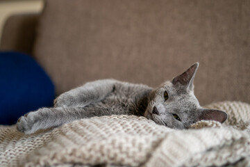 A cute russian blue cat - 731659098