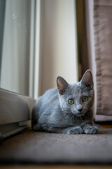 A cute russian blue cat - 731659245