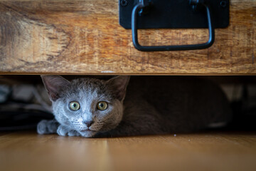 A cute russian blue cat - 731659431