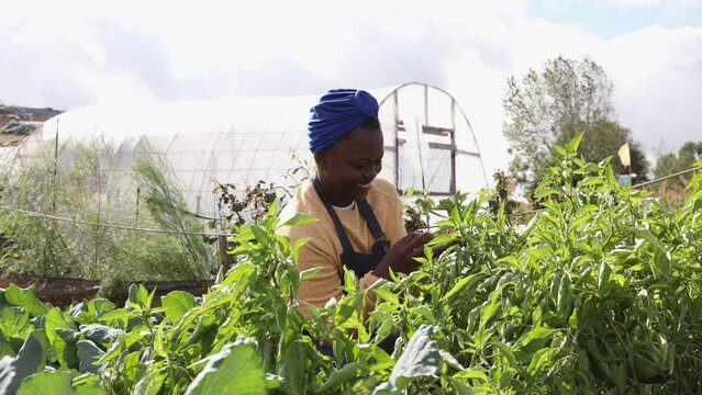 A young African American woman inspecting green peppers freshly pulled from the ground in an urban community garden with her greenhouse in the background.