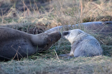 A female grey seal affectionately caring for her newly born pup. 