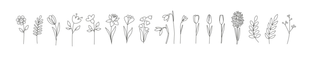 Linear spring flowers. Tulip, crocus, snowdrop, hyacinth, narcissus. Botanical drawing. Great for greeting cards, backgrounds, tattoo. Woman's day, mother's day, wedding. Line art. Coloring book.