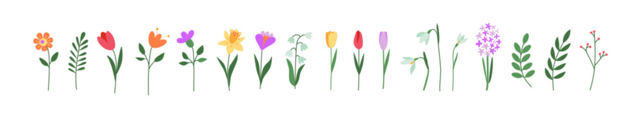 Colorful first spring flowers. Tulip, crocus, snowdrop, hyacinth, narcissus. Botanical drawing. Hand drawn doodles. Great for greeting cards, backgrounds, tattoo. Woman's day, mother's day, wedding.