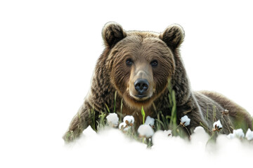 Brown Bear in Cotton Grass on Transparent Background, PNG,