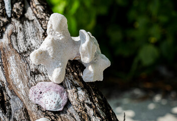 Detail of fragments of white coral lying on a tree.