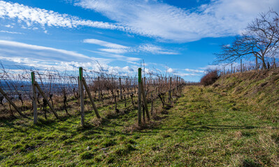 Fototapeta na wymiar Rows of vineyard on green and yellow grass. Blue sky with clouds.