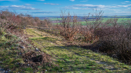 A grass path in the vineyards between the bushes. A wonderful view of the plain with fields, meadows and forest.