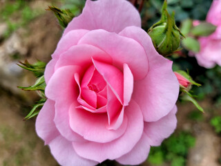 background of pink roses close up