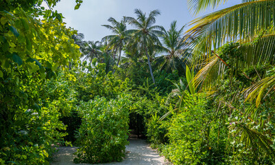 Palm trees in a dense green forest.