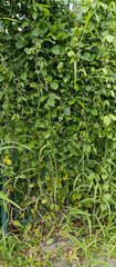 Grass vines on the wall