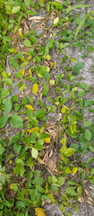 Grass vines on the wall
