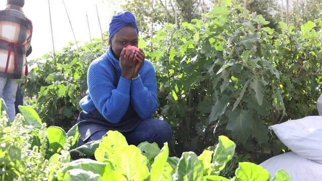 young african american woman smells and picks fresh tomatoes from her garden looking at camera and offering organic and quality products - smart organic farming business.