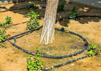 Drip irrigation water pipes (drip system) in the desert, green tree. Arabian Peninsula