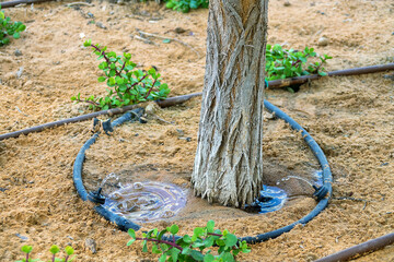 Drip irrigation water pipes (drip system) in the desert, green tree. Arabian Peninsula