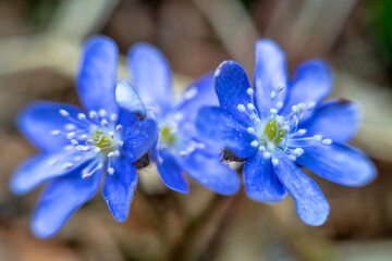 North Mayflower (Hepanca nobilis) with dark blue petals. The first flowers during the melting of...