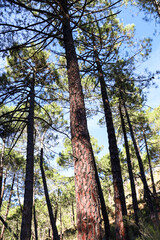 Pinus Nigra forest in Sierra de Cazorla y Segura