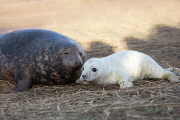 A female grey seal affectionately caring for her newly born pup. 