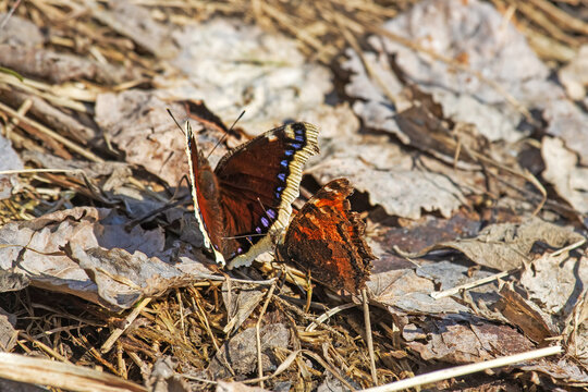Unusual natural phenomenon. Lesser tortoiseshell (Vanessa urticae) butterfly is chasing Mourning butterfly (Nymphalis antiopa) and trying to mate with it. Such errors of instinct are rare in nature
