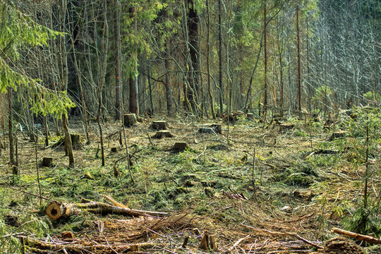Stumps from the fir trees in the winter clearing, spring view. Boreal forests (European Spruce) of Northeastern Europe
