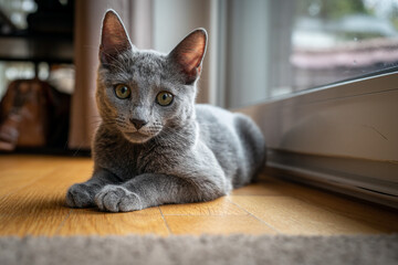 A cute russian blue cat - 731670456