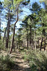 Fototapeta na wymiar Pinus Nigra forest in Sierra de Cazorla y Segura