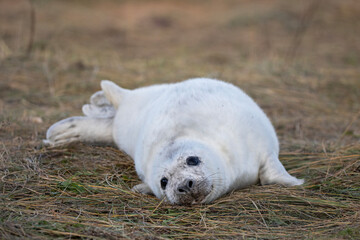 A cute grey seal pup relaxing on the Donna Nook coast.