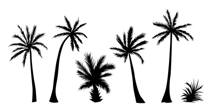 Set of palm tree black silhouettes. Tropical exotic plant icons. Vector monochrome illustrations isolated on transparent background.
