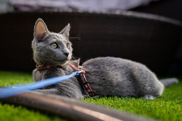 A cute russian blue cat - 731671245