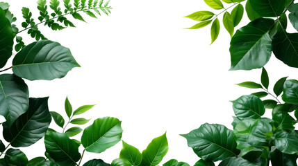 green leaves isolated on a transparent background