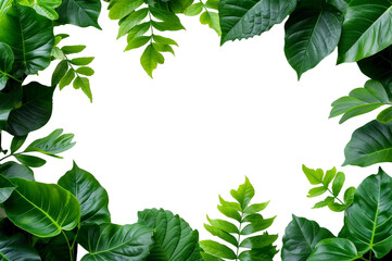 green leaves frame on transparent background