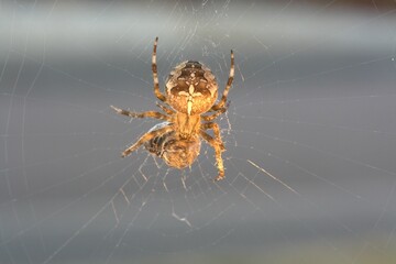 Macro shot of a brown spider in the middle of its web