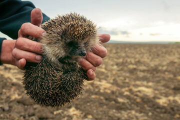 White-breasted hedgehog (Erinaceus concolor) in Crimea. An adult mammal in the hands against the background of a plowed field - obrazy, fototapety, plakaty