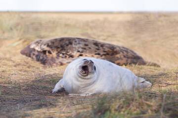 A cute grey seal pup lies close to it's mother for comfort during the pupping season at Donna Nook.