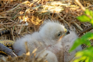 Long-legged buzzard (Buteo rufinus) nestlings are 5 days old, elder's eyes are open. White chicks in the first downy plumage, they don 't hold heads well, sleep a lot. Crimea, Kerch Peninsula
