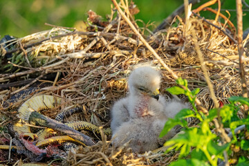 Long-legged buzzard (Buteo rufinus) nestlings are 5 days old, elder's eyes are open. Parents brought Balkan snake (Coluber jugularis) as food, feed chicks by tearing off small pieces of snake muscles