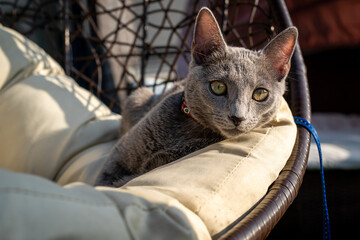 A cute russian blue cat - 731673625