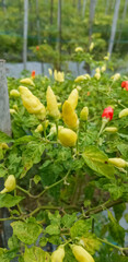 Hot pepper plant