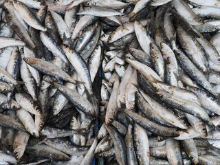 Closeup shot of a pile of freshly caught raw sardines