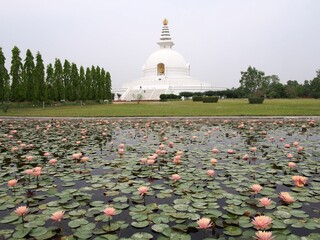 Buddhist temple in Lumbini, Nepal with a pond with pink water lilies in the foreground