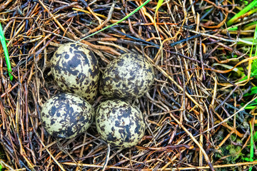 Naklejka na ściany i meble A black-winged stilt (Himantopus himantopus) nest in the coastal thickets of a brackish lake in coastal vegetation. Northern Black Sea region