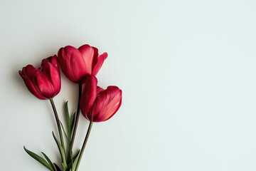 Obraz premium AI generated illustration of three beautiful red tulips for Valentine's Day with copy space for text